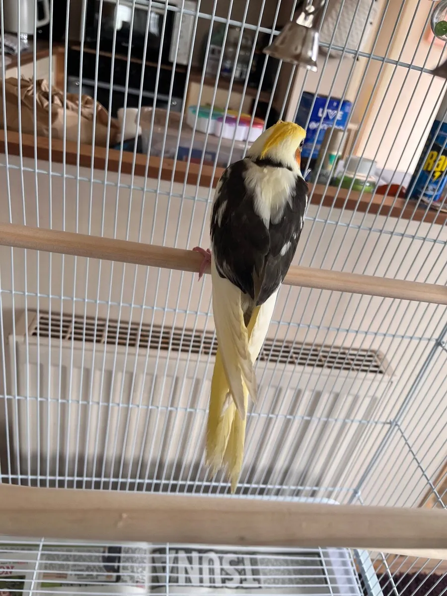 Cockatiel