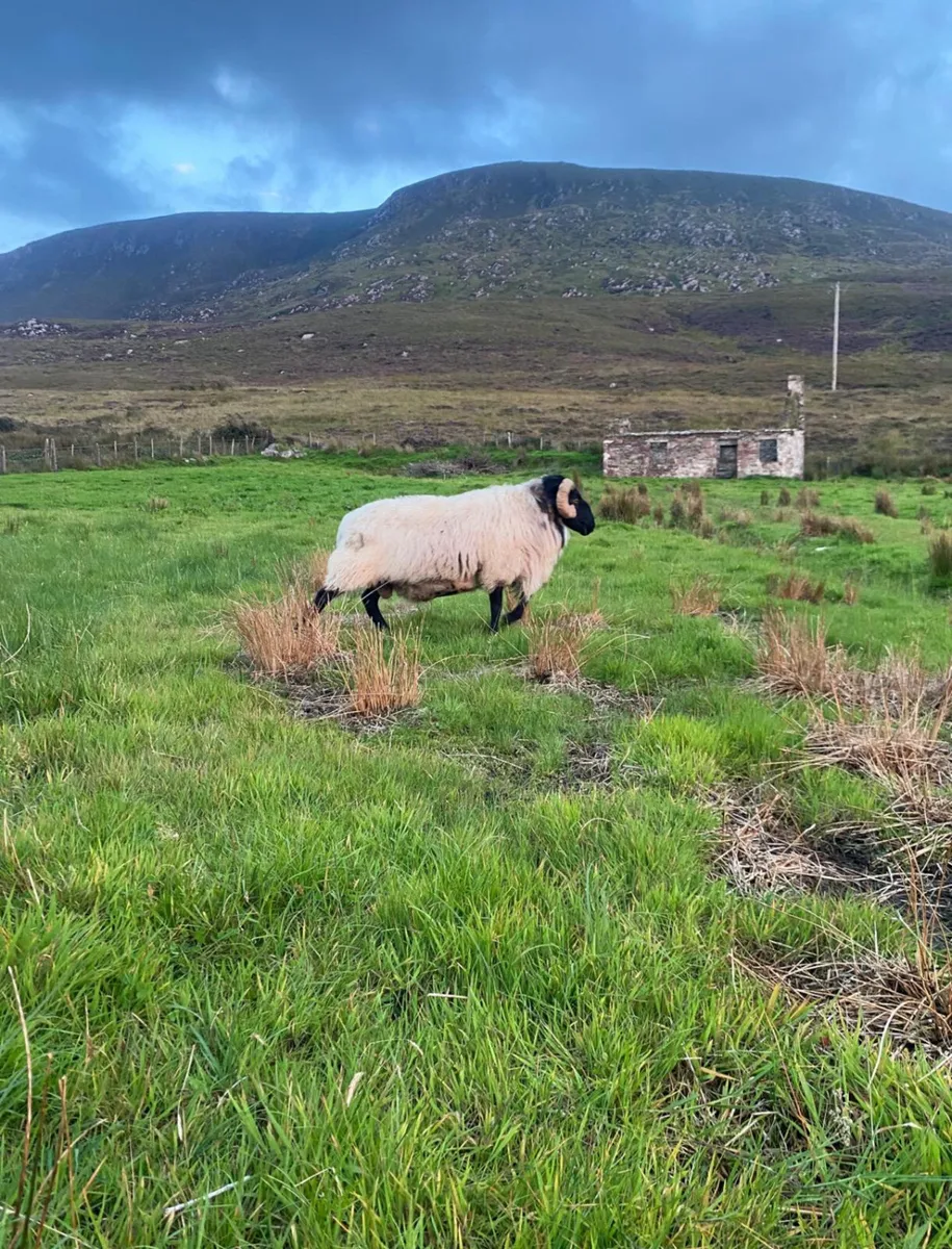 Black faced mountain hogget rams - Image 1