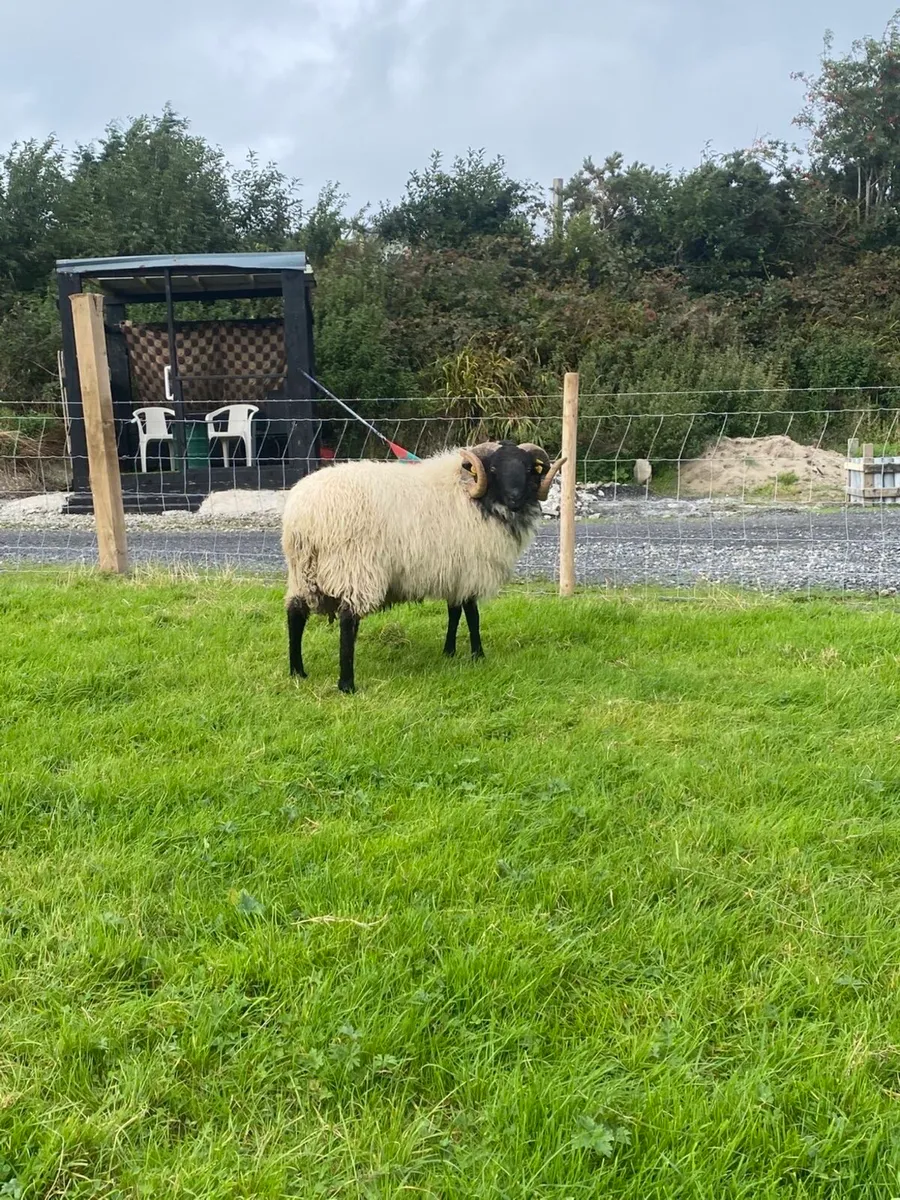 Black faced mountain hogget rams - Image 3