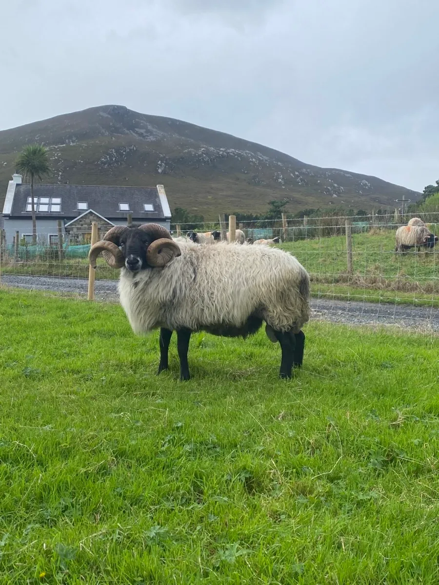 Black faced mountain hogget rams - Image 4