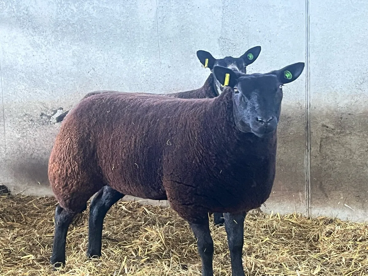 Sheep - Image 2