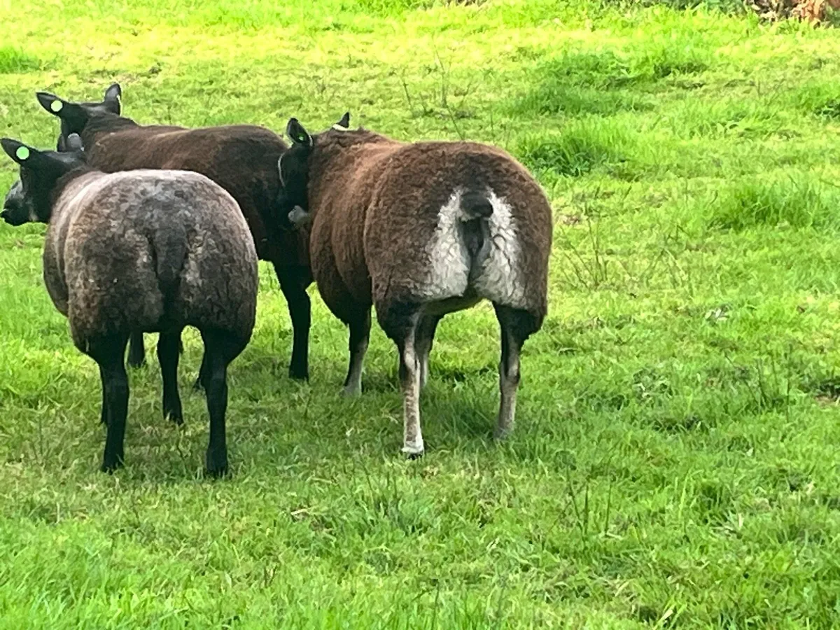 Sheep - Image 3