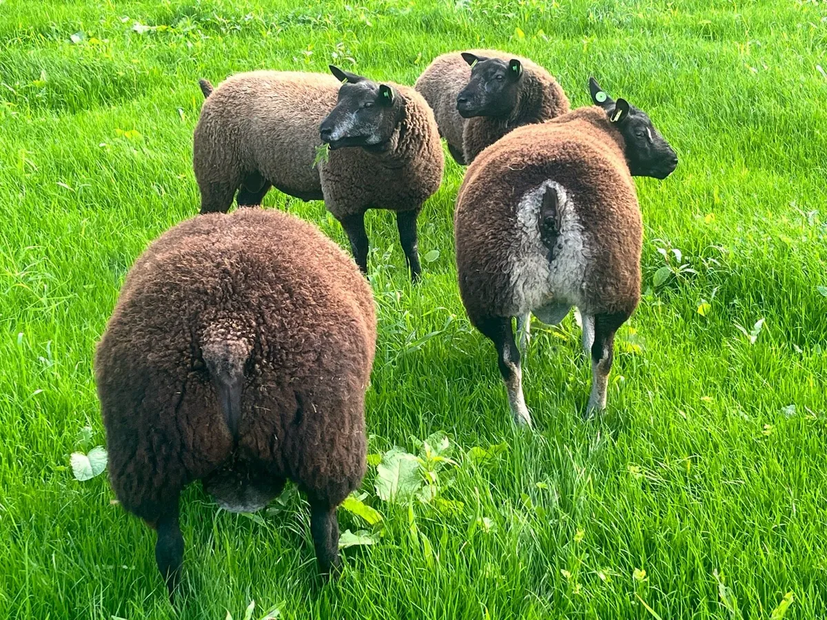 Sheep - Image 4