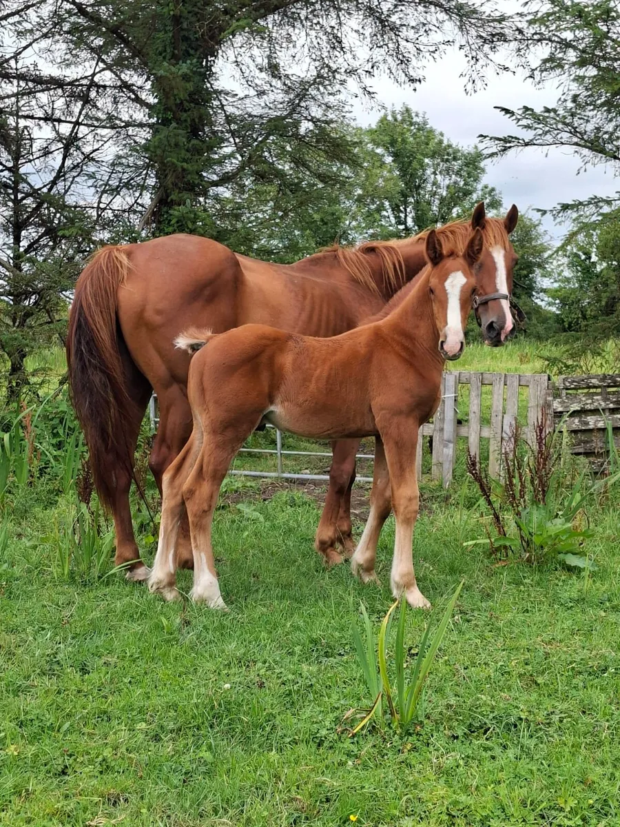 Mare and colt foal - Image 1