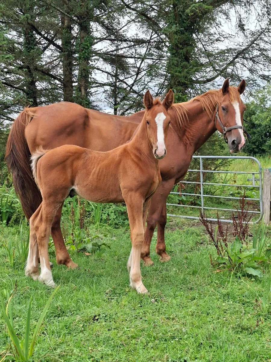 Mare and colt foal - Image 2
