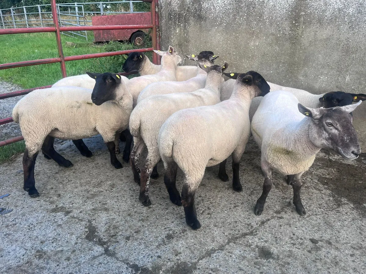 9 Strong Hoggets for sale