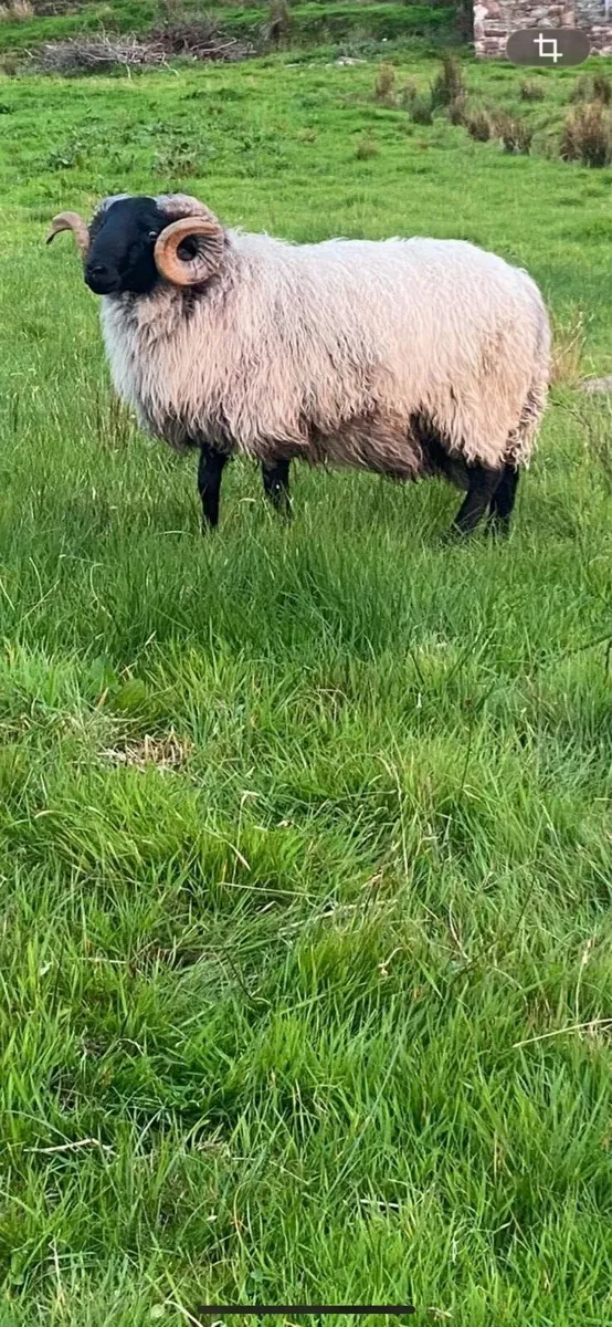 Black faced mountain hogget rams - Image 2