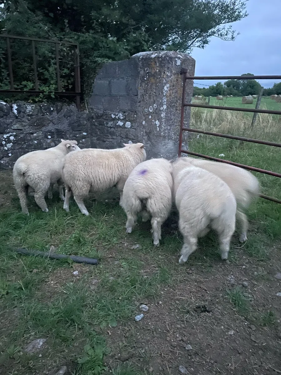 Rosscommon ram lambs - Image 2