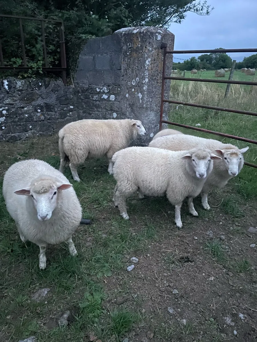 Rosscommon ram lambs - Image 1
