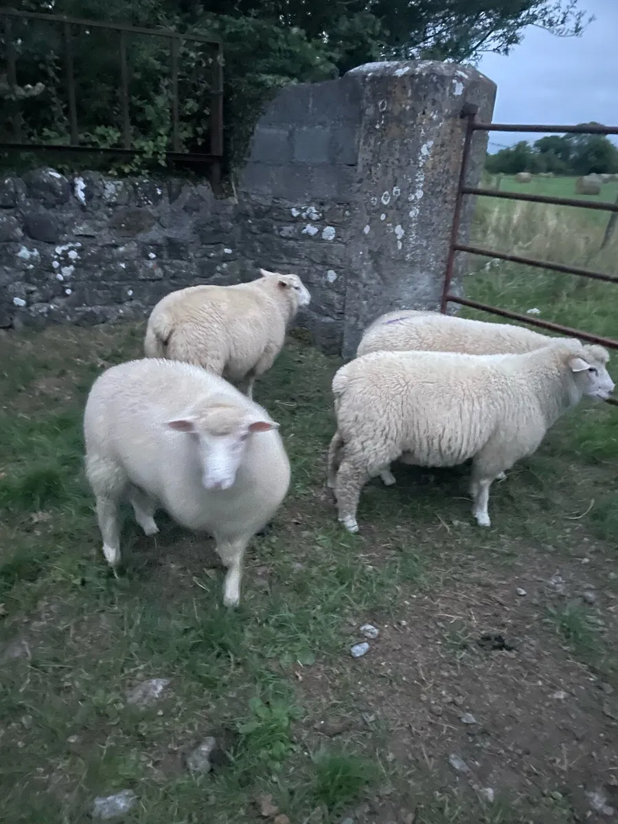 Rosscommon ram lambs - Image 3