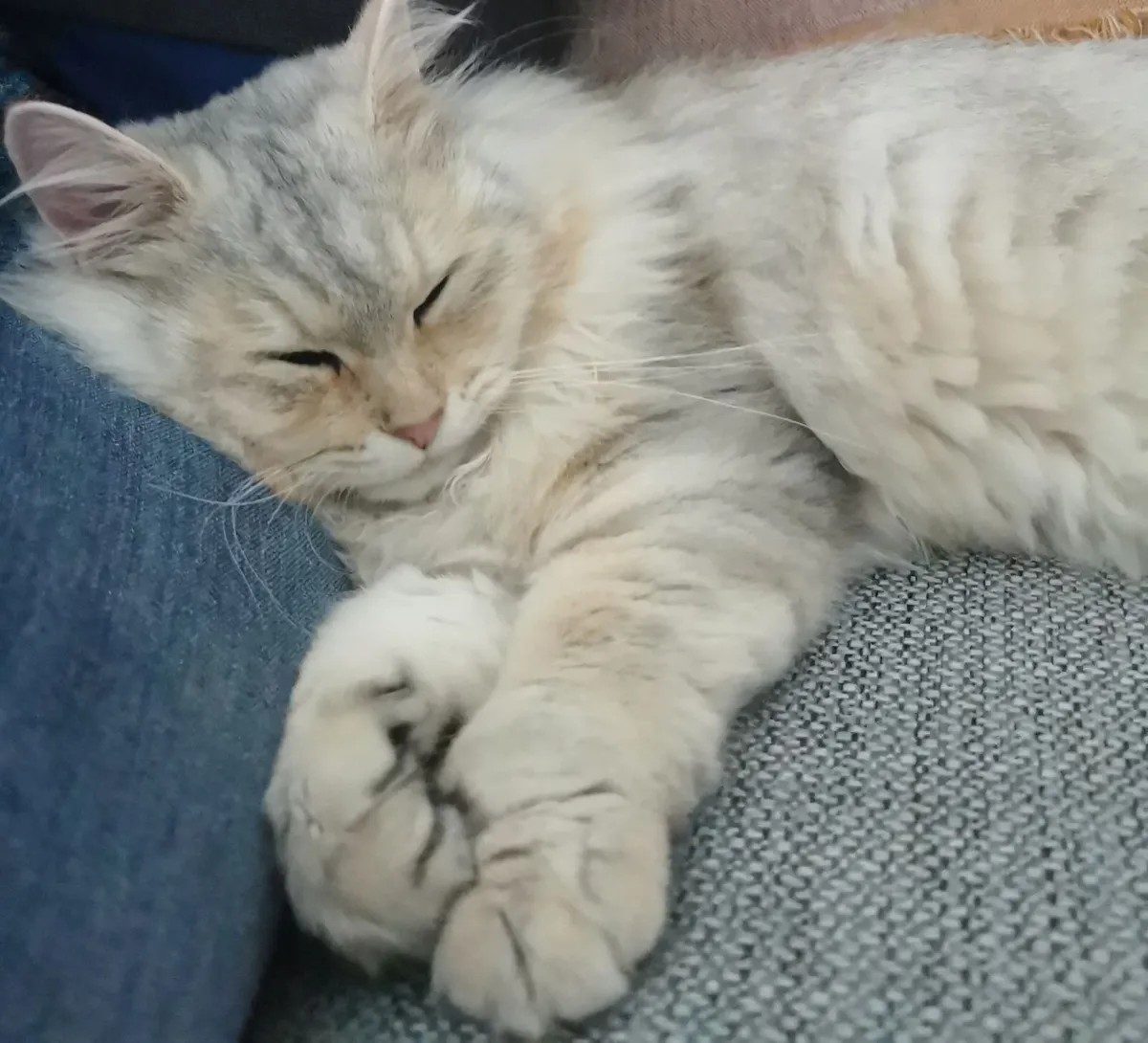 Cat - Image 2