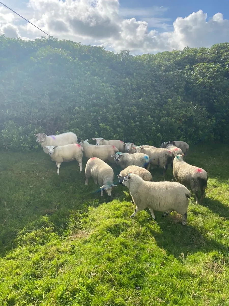 Good Texal X ewe lambs& Blackface mountain lambs - Image 4