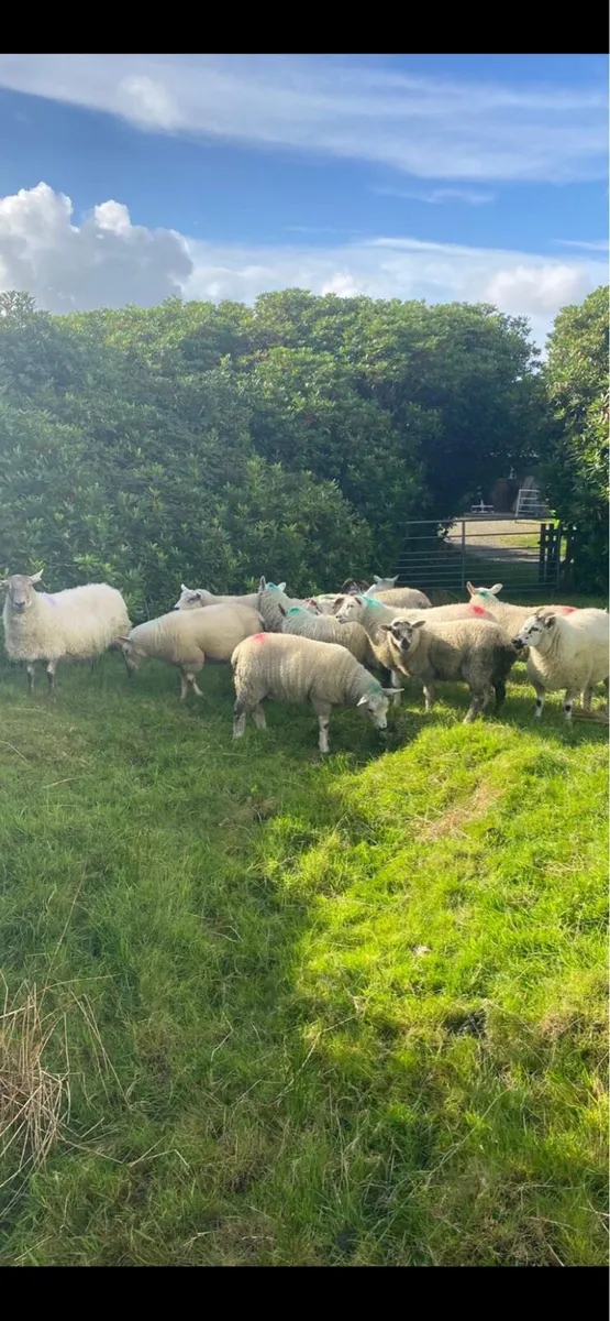 Good Texal X ewe lambs& Blackface mountain lambs - Image 3