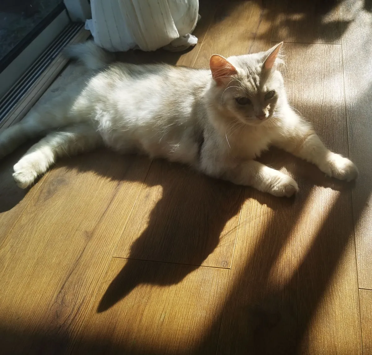 Cat - Image 3