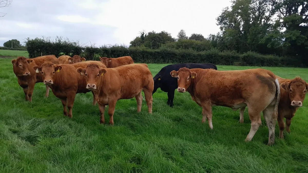 Store Heifers - Image 1
