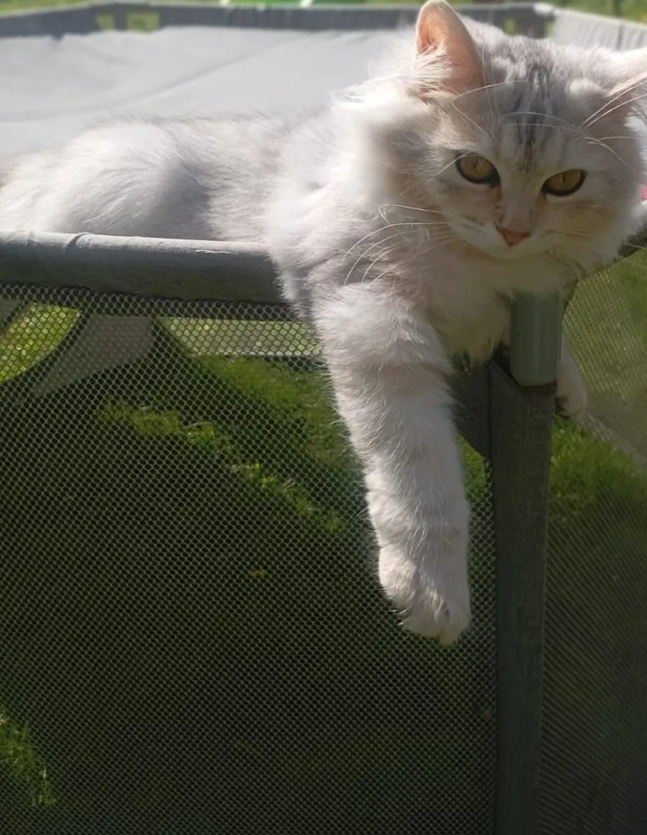 Cat - Image 1