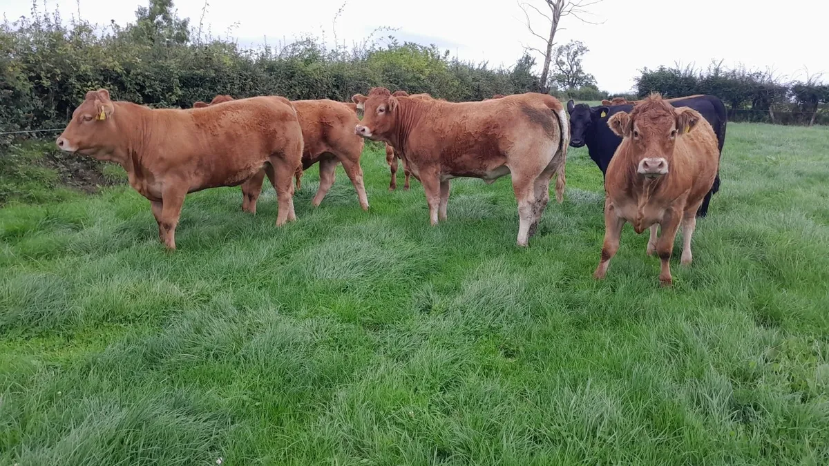 Store Heifers - Image 2