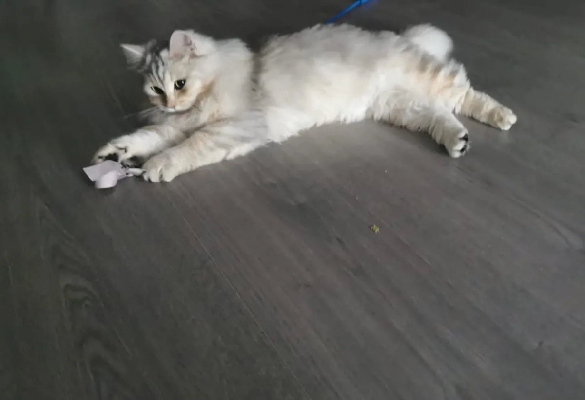 Cat - Image 4