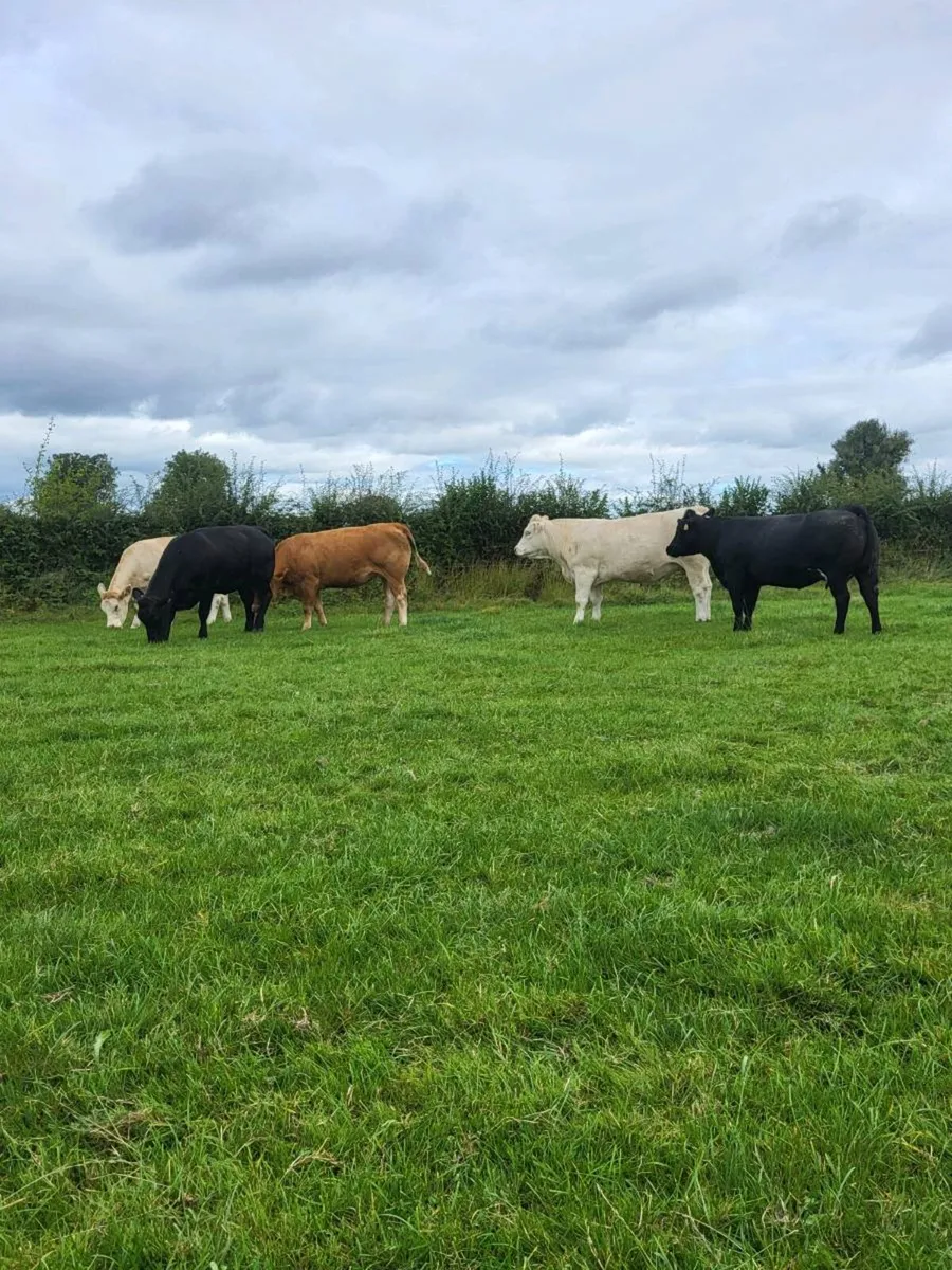 5 incalf heifers(1 PBR LIM) - Image 1