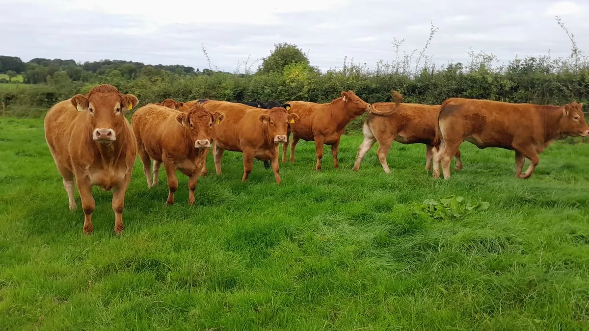 Store Heifers - Image 3