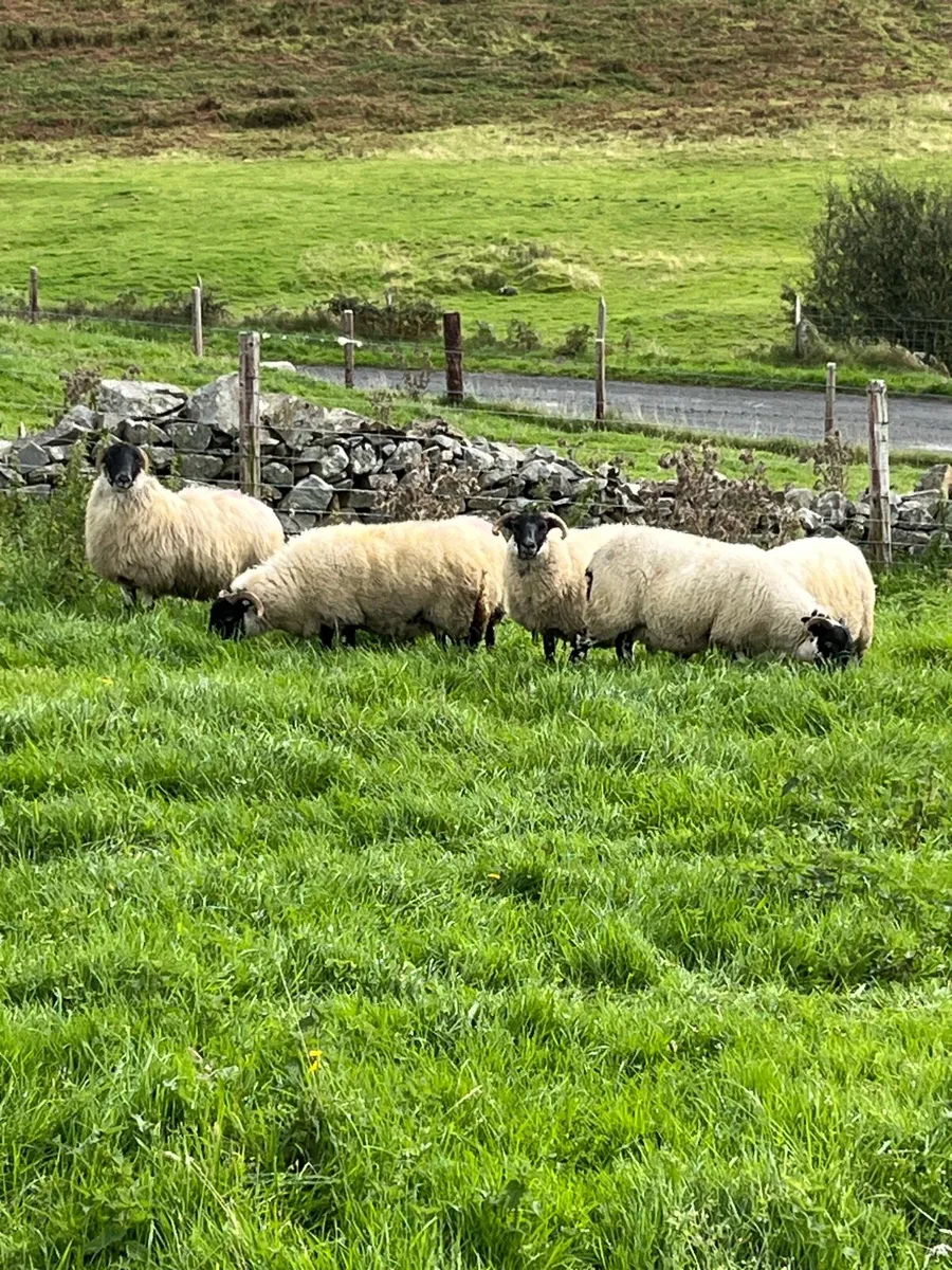 Hoggets - Image 1