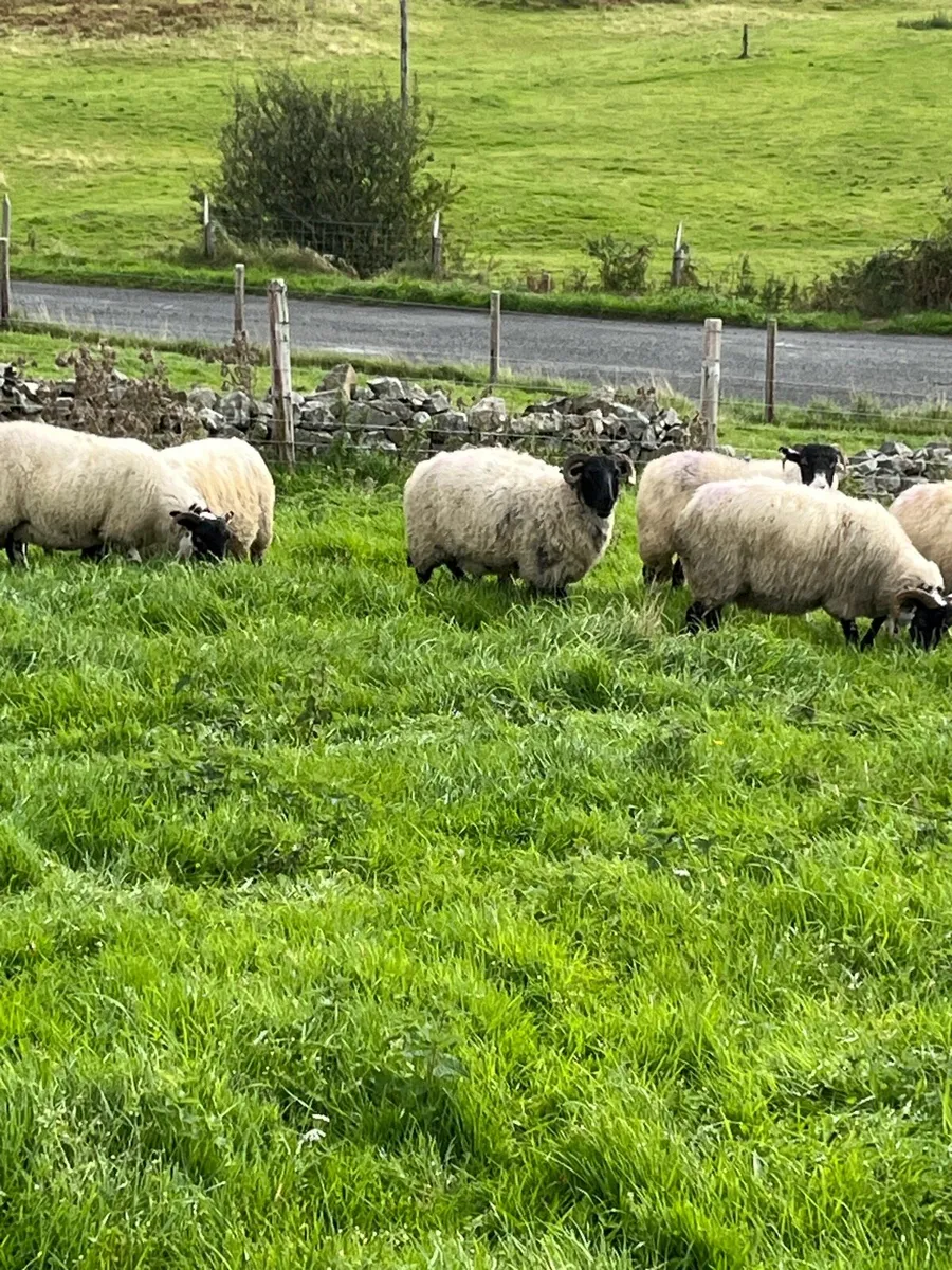 Hoggets - Image 2