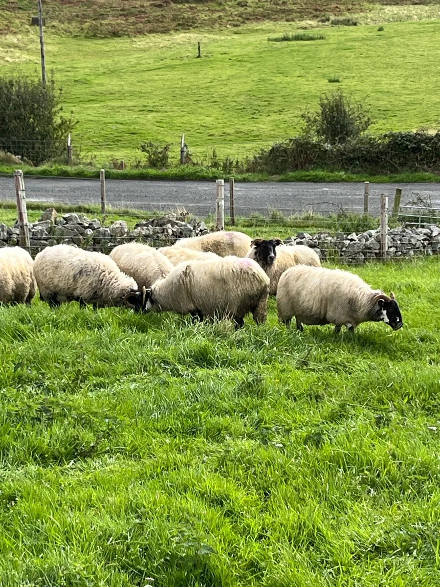 Hoggets - Image 3