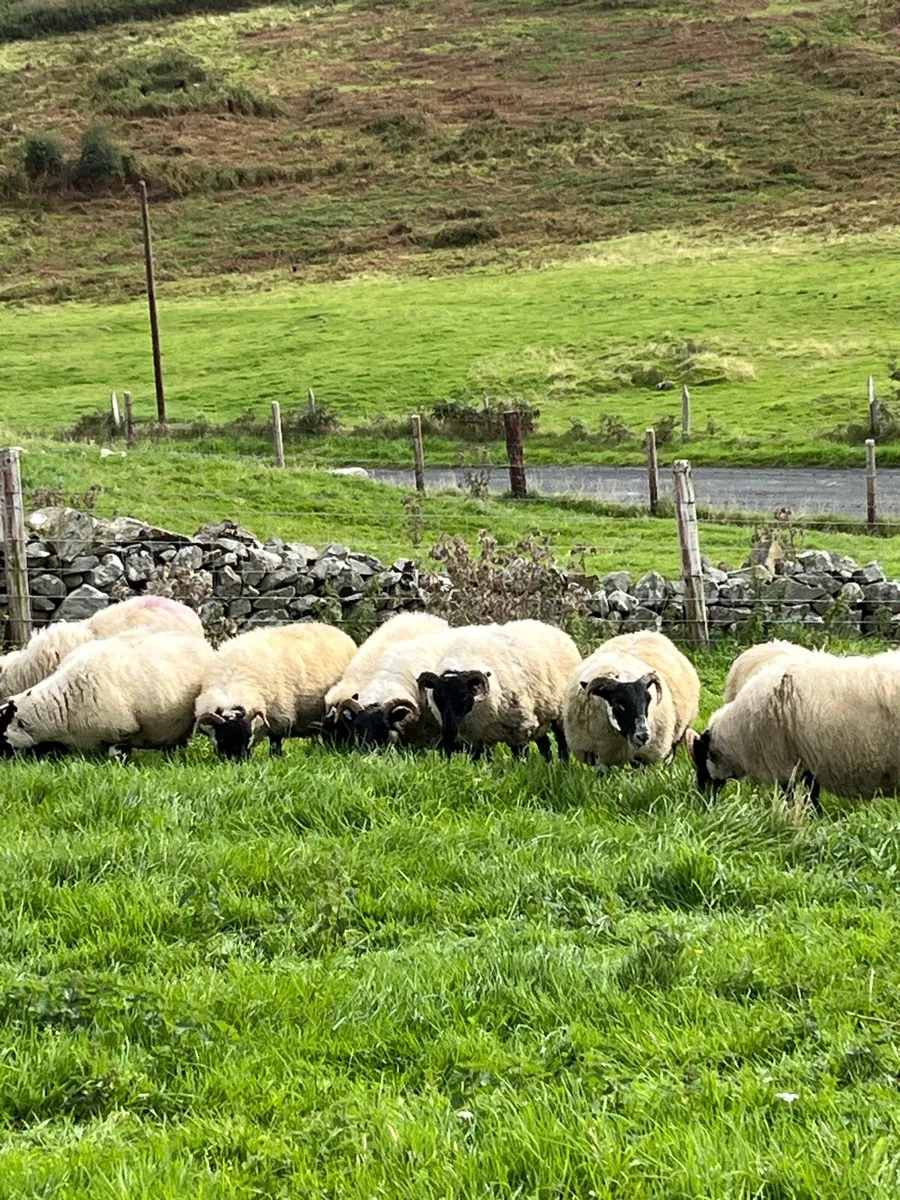 Hoggets - Image 4