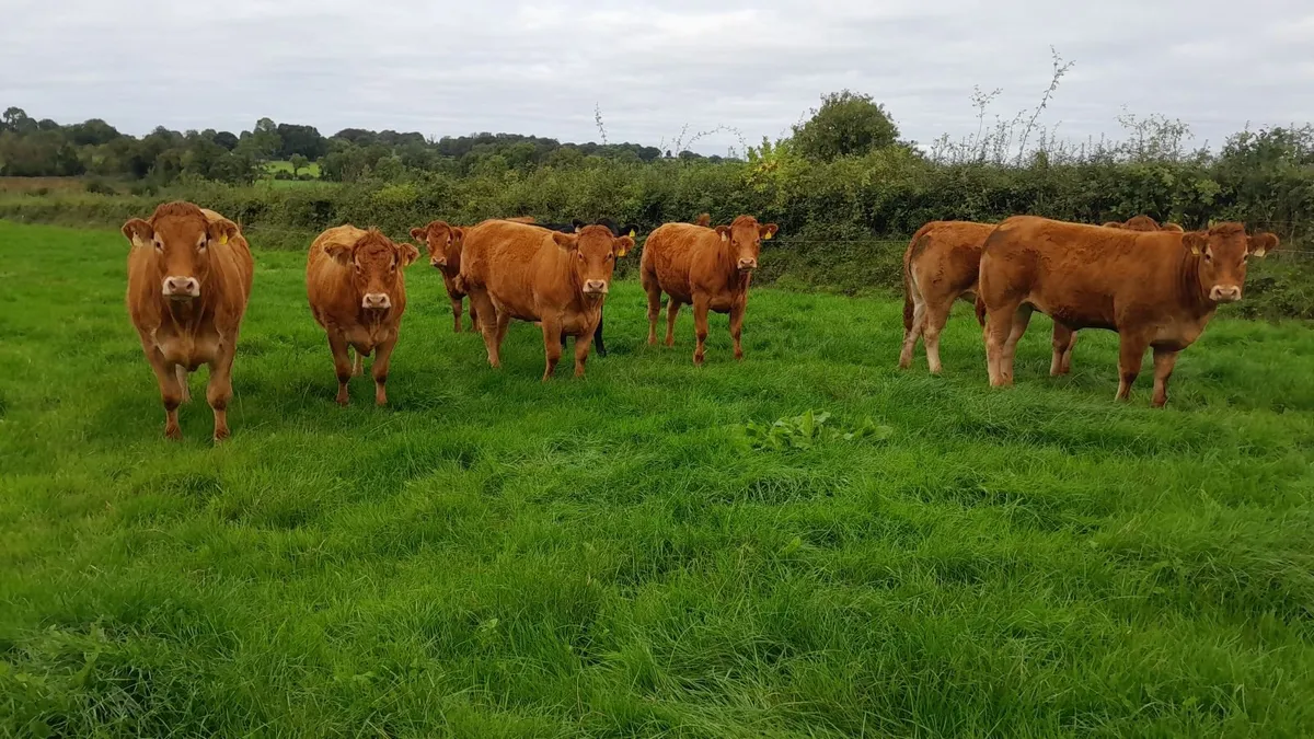 Store Heifers - Image 4