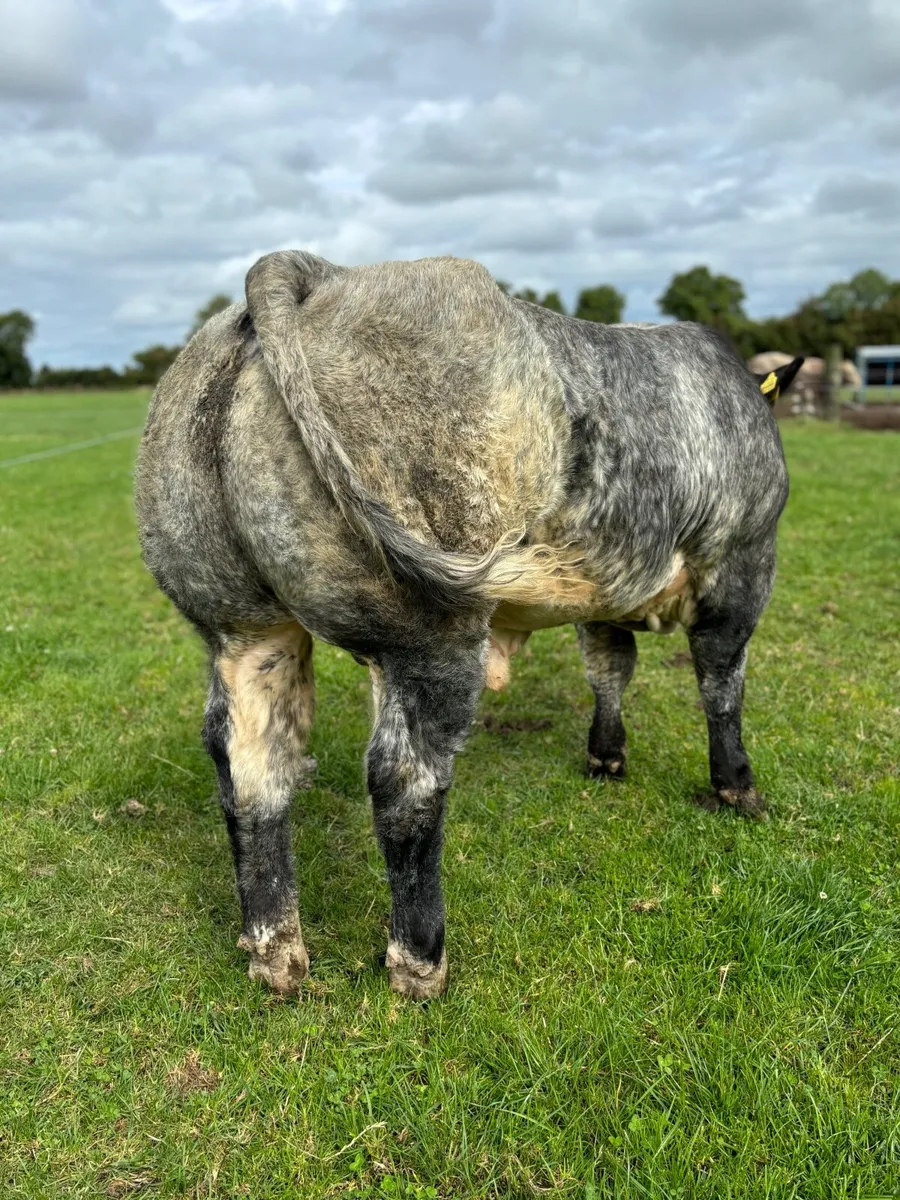 Super Blue Roan Bull calf - Image 2