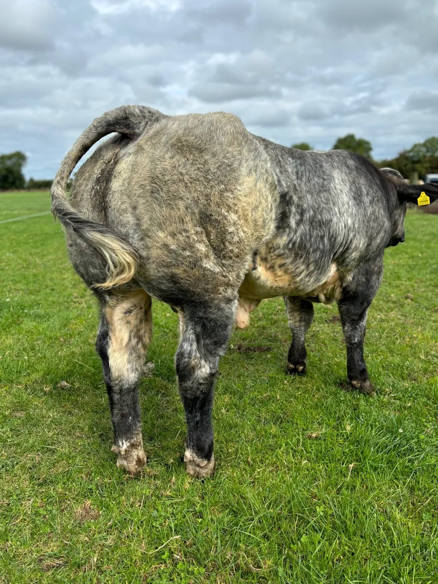 Super Blue Roan Bull calf - Image 3