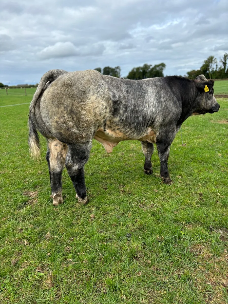 Super Blue Roan Bull calf - Image 4