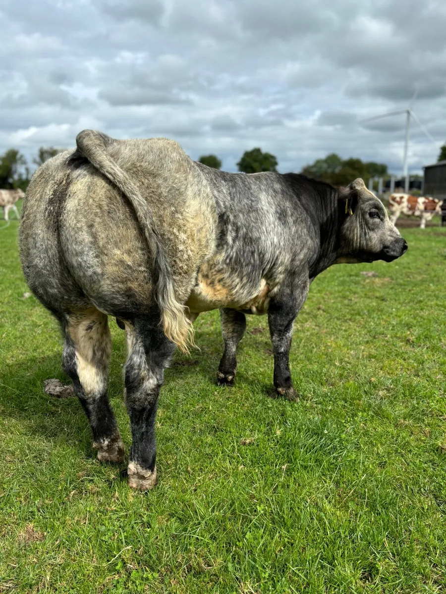 Super Blue Roan Bull calf - Image 1