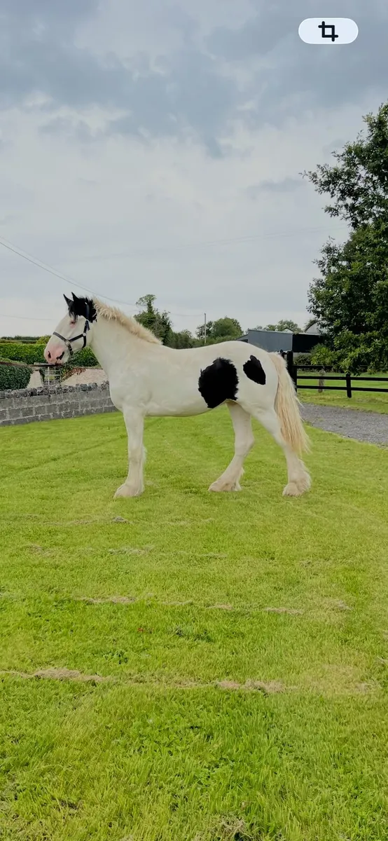 Super Yearling Colt - Image 1