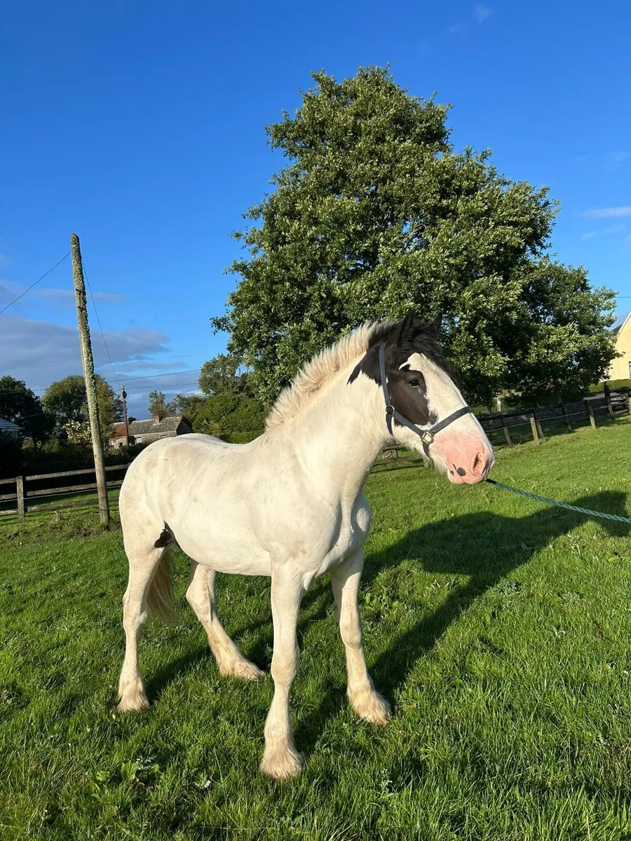 Super Yearling Colt - Image 2