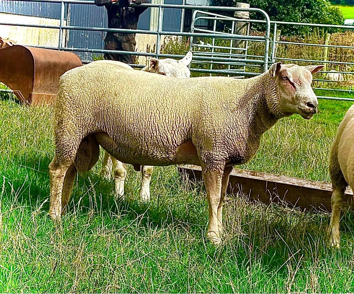 Charollais Hoggett ram - Image 2