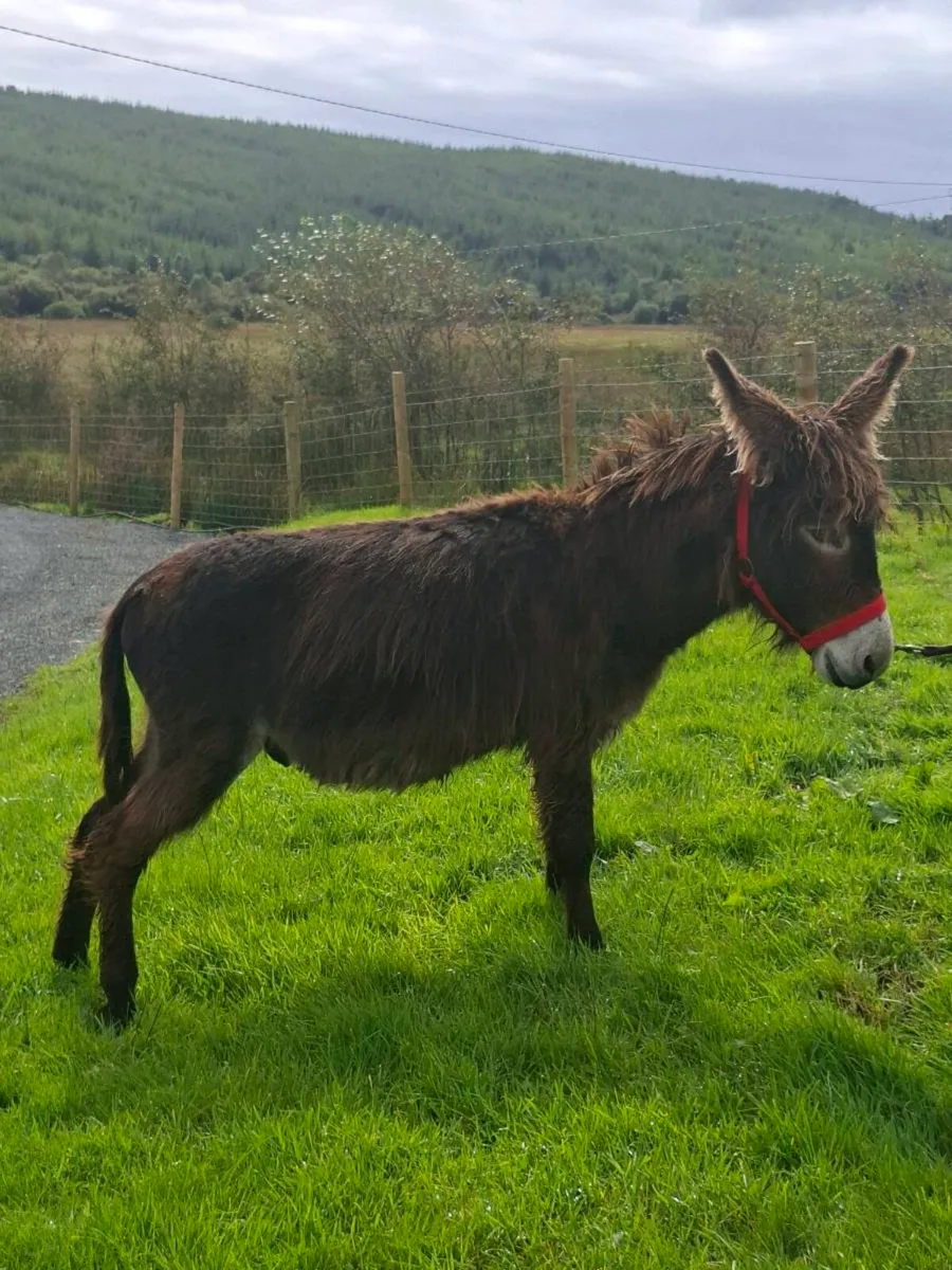 Donkeys - Image 1