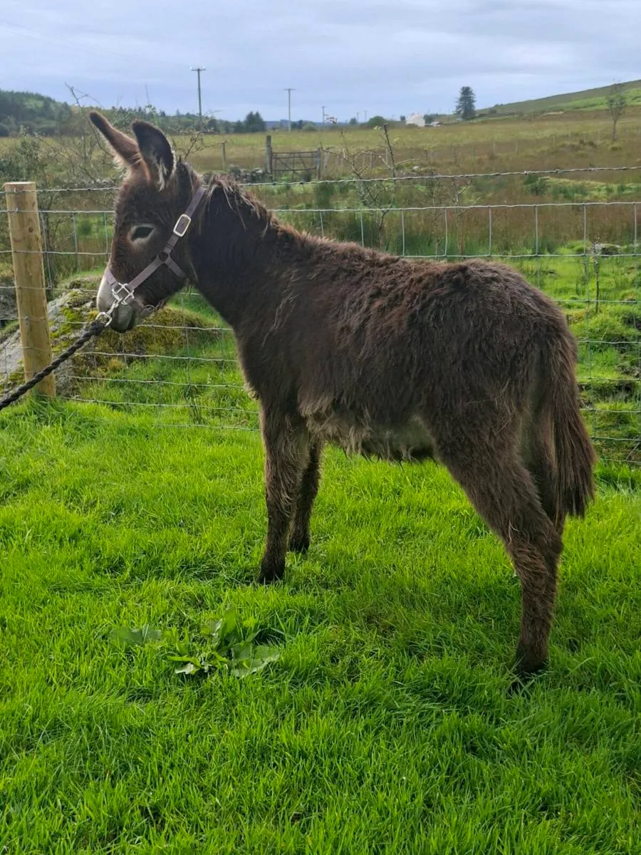 Donkeys - Image 2
