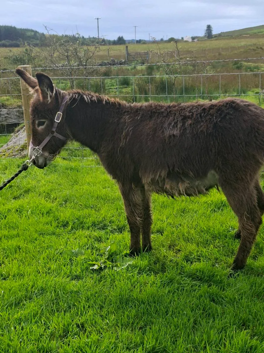 Donkeys - Image 3
