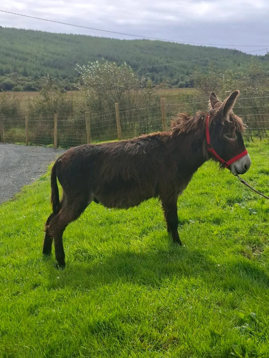 Donkeys - Image 4