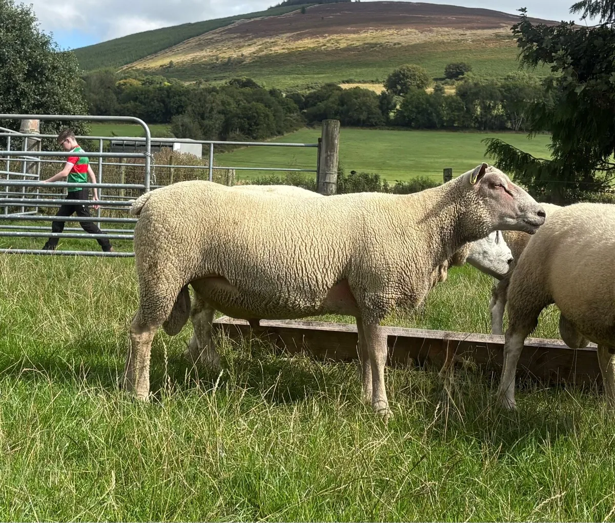 Charollais Hoggett ram - Image 1