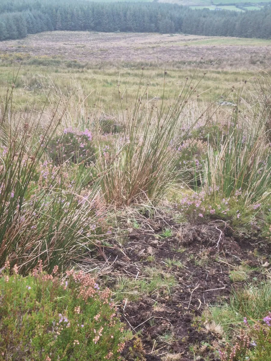 Wanted land to lease
