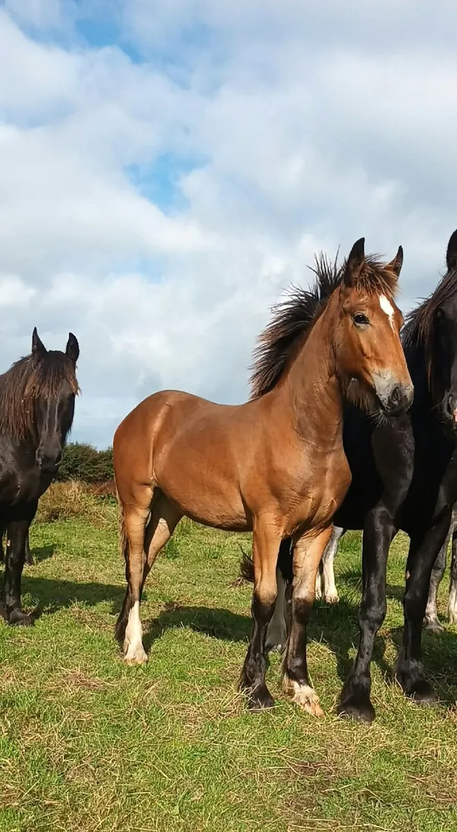 Filly foal - Image 1