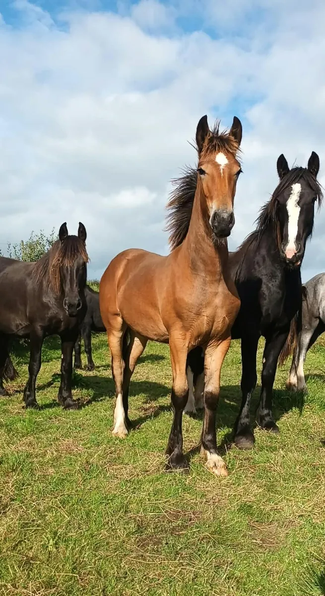 Filly foal - Image 2