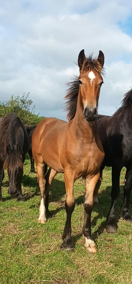 Filly foal - Image 3