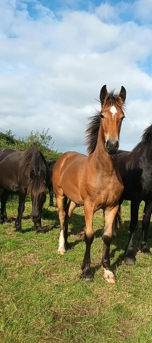 Filly foal - Image 4