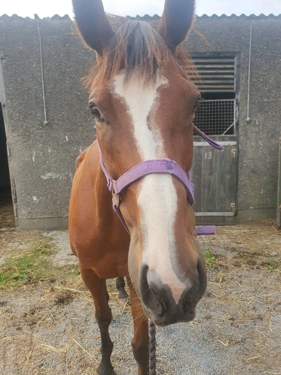Companion horse - Image 1