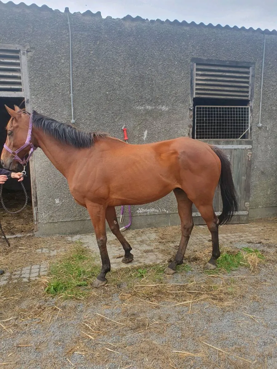 Companion horse - Image 2