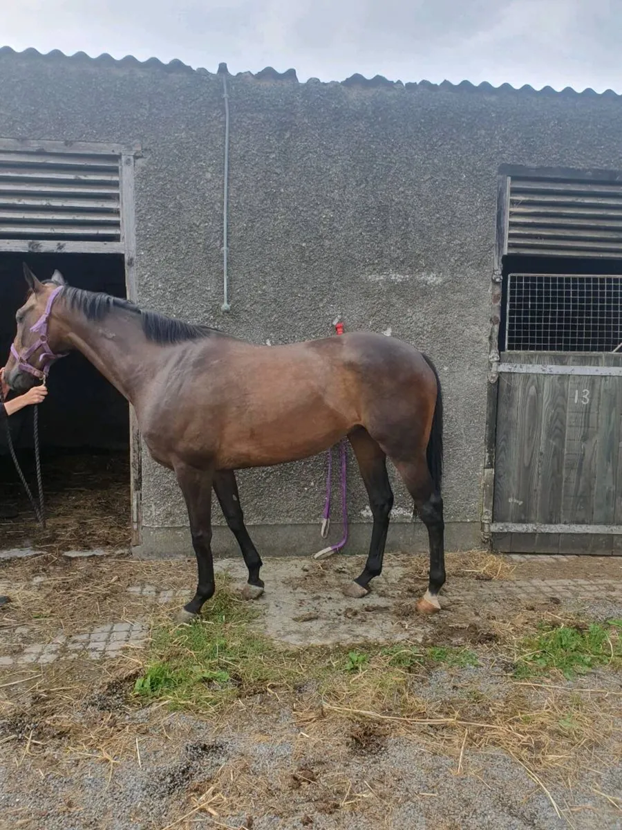 Companion horse - Image 3