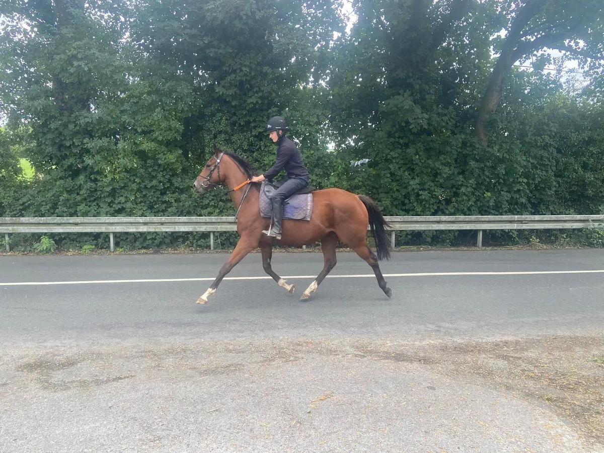 Riding horse - Image 2